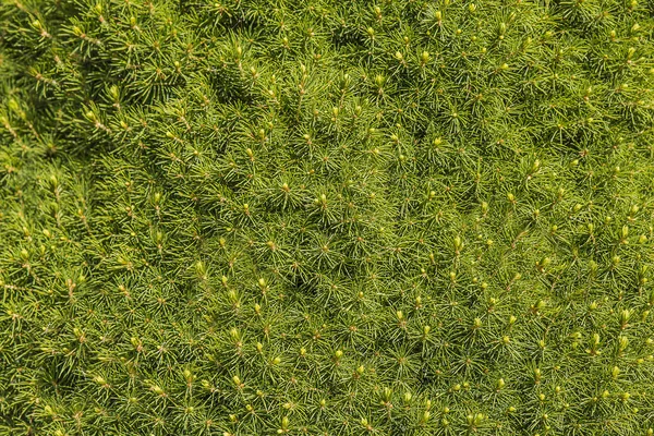 Fond Vert Plantes Verticales Fougères Vignes Pour Décoration Dans Jardin — Photo