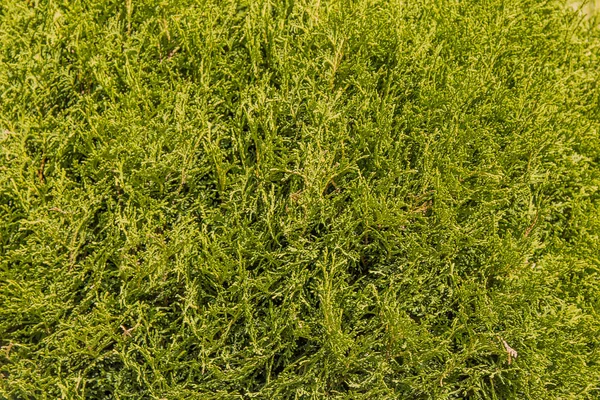Grüner Natürlicher Hintergrund Von Schlingpflanzen Der Fassade Eines Hauses — Stockfoto