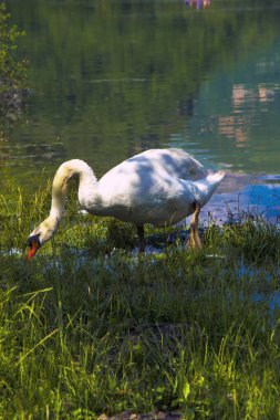 Göl kenarında çimen yiyen beyaz kuğu.