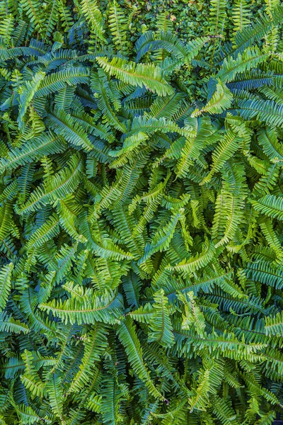 Green background of vertical plants of ferns and vines for decoration in the outdoor garden of a house