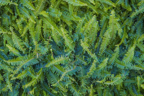 Groene Achtergrond Van Verticale Planten Van Varens Wijnstokken Voor Decoratie — Stockfoto