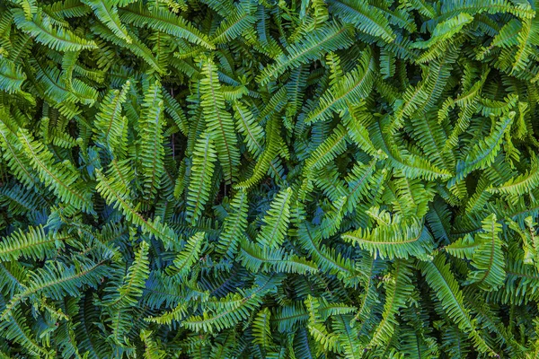 Groene Achtergrond Van Verticale Planten Van Varens Wijnstokken Voor Decoratie — Stockfoto