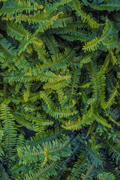 Green background of vertical plants of ferns and vines for decoration in the outdoor garden of a house