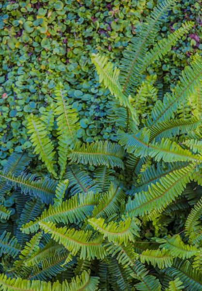 Green background of vertical plants of ferns and vines for decoration in the outdoor garden of a house
