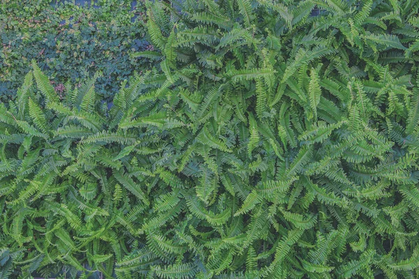 Green background of vertical plants of ferns and vines for decoration in the outdoor garden of a house