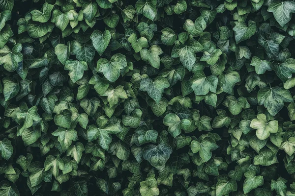 Zelené Pozadí Svislých Rostlin Kapradin Vinné Révy Pro Dekoraci Venkovní — Stock fotografie