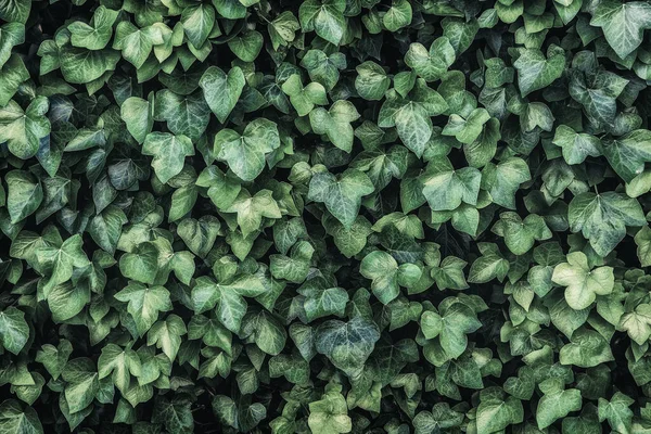 Fond Vert Plantes Verticales Fougères Vignes Pour Décoration Dans Jardin — Photo