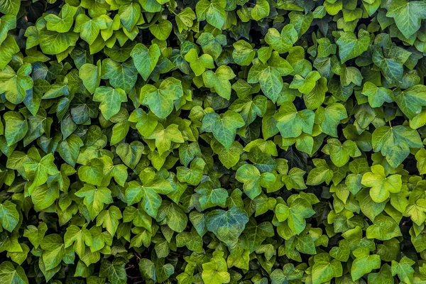 Zelené Pozadí Svislých Rostlin Kapradin Vinné Révy Pro Dekoraci Venkovní — Stock fotografie