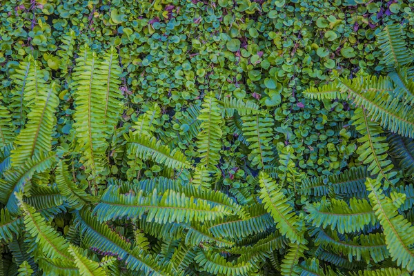 Fondo Verde Plantas Verticales Helechos Vides Para Decoración Jardín Exterior —  Fotos de Stock