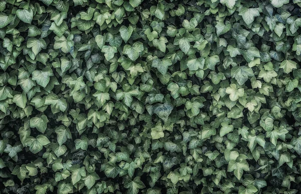 Fond Vert Plantes Verticales Fougères Vignes Pour Décoration Dans Jardin — Photo