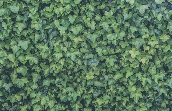 Zelené Pozadí Svislých Rostlin Kapradin Vinné Révy Pro Dekoraci Venkovní — Stock fotografie