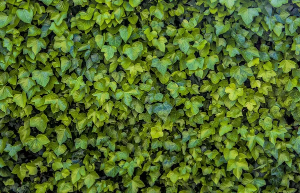 家の屋外庭で装飾のためのシダやブドウの垂直植物の緑の背景 — ストック写真