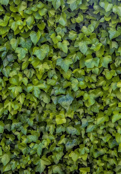 Fondo Verde Plantas Verticales Helechos Vides Para Decoración Jardín Exterior — Foto de Stock