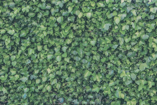 Fond Vert Plantes Verticales Fougères Vignes Pour Décoration Dans Jardin — Photo