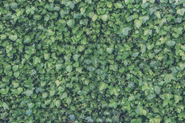 Fundo Verde Plantas Verticais Samambaias Videiras Para Decoração Jardim Livre — Fotografia de Stock