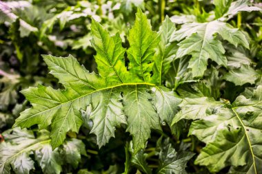 Büyük kalp yapraklarıyla arkaplanı tara