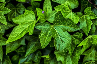 Büyük kalp yapraklarıyla arkaplanı tara