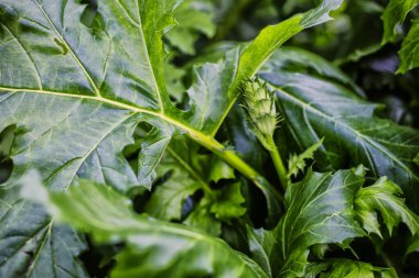 Büyük kalp yapraklarıyla arkaplanı tara