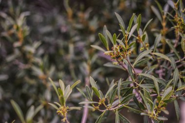 Baharda çiçek açan bir ağacın yeşil filizleri.