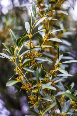Baharda çiçek açan bir ağacın yeşil filizleri.