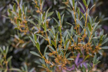 Baharda çiçek açan bir ağacın yeşil filizleri.