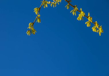 Baharda çiçek açan bir ağacın yeşil filizleri.