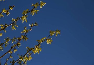 Baharda çiçek açan bir ağacın yeşil filizleri.