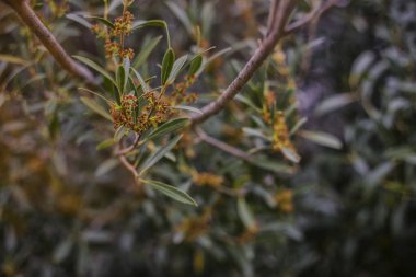 İlkbaharda filizler ve çiçek tomurcukları