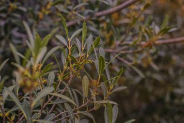 İlkbaharda filizler ve çiçek tomurcukları