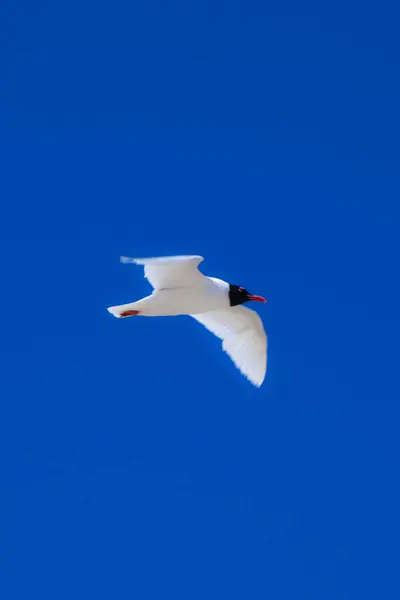 Gaivotas Brancas Voando Céu Verão — Fotografia de Stock