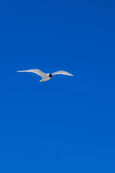 Gaivotas Brancas Voando Céu Verão — Fotografia de Stock