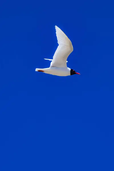 White Seagulls Flying Summer Sky — Stock Photo, Image