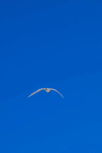 Gaivotas Brancas Voando Céu Verão — Fotografia de Stock