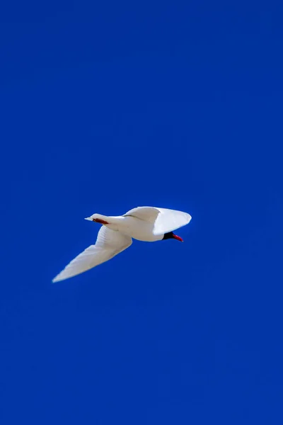 Gaivotas Brancas Voando Céu Verão — Fotografia de Stock