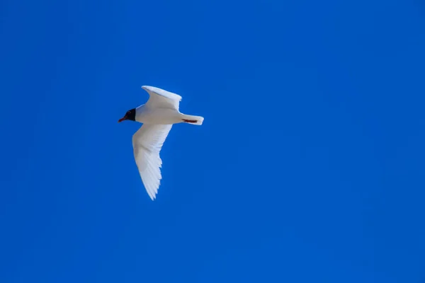 Gaivotas Brancas Voando Céu Verão — Fotografia de Stock