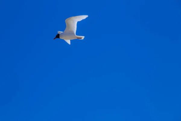 Λευκοί Γλάροι Που Πετούν Στον Καλοκαιρινό Ουρανό — Φωτογραφία Αρχείου