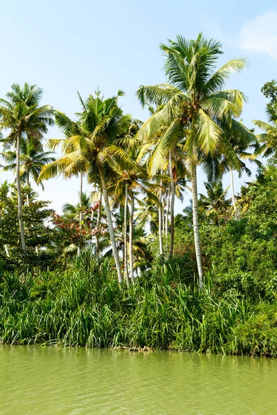 Dżungli Rozlewiska Kerali, łańcuch zalewach i jeziorach — Zdjęcie stockowe