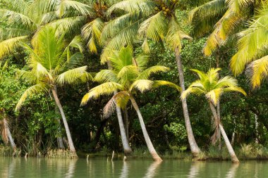 Kerala önemsizden, lagünler ve göl zinciri yoluyla yolculuk