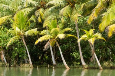Journey through the Kerala backwaters, chain of lagoons and lake clipart