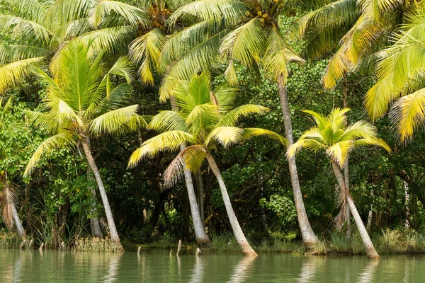 Reis door de Kerala backwaters, een aaneenschakeling van lagunes en meer — Stockfoto