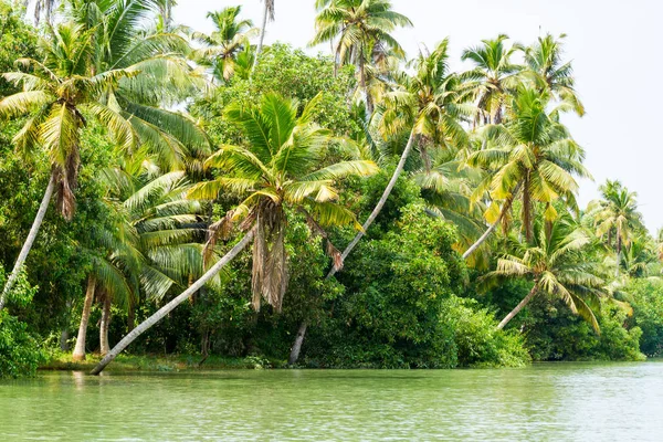 Jungle of the Kerala backwaters, chain of lagoons and lakes — Stock Photo, Image