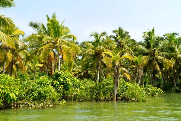 Jungle of the Kerala backwaters, chain of lagoons and lakes — Stock Photo, Image