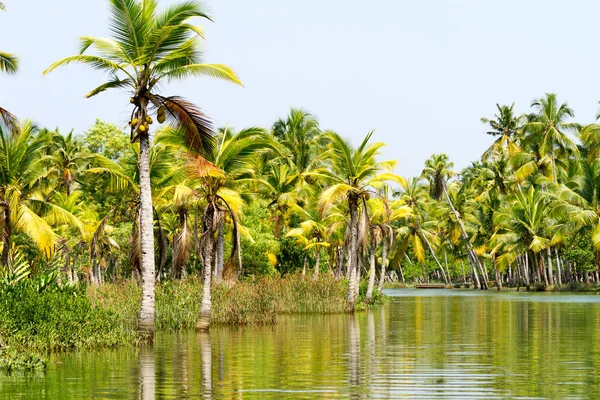 Jungle of the Kerala backwaters, chain of lagoons and lakes — Stock Photo, Image