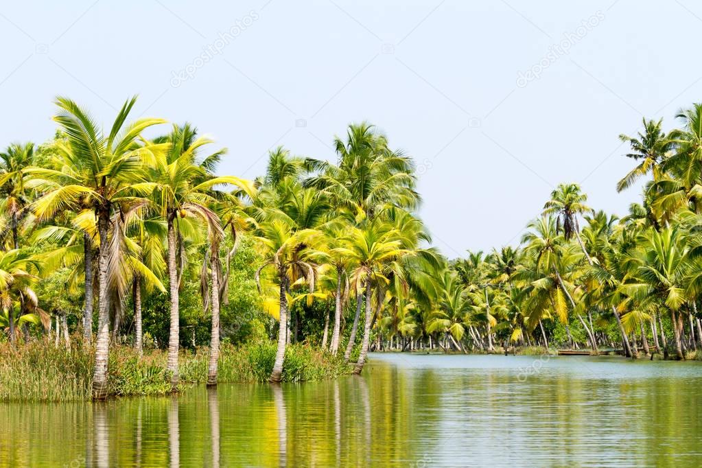 Jungle of the Kerala backwaters, chain of lagoons and lakes