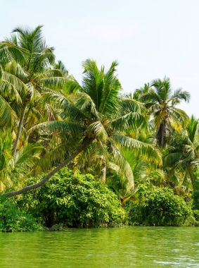 Orman Kerala önemsizden, lagünler ve göller zinciri