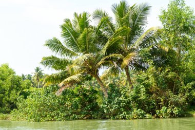 Ormanın Kerala önemsizden - tuzlu lagün ve Kerala Umman Denizi kıyıya paralel sıralanan göller zinciri