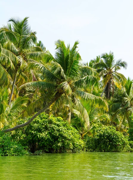 Dżungli Rozlewiska Kerali, łańcuch zalewach i jeziorach — Zdjęcie stockowe