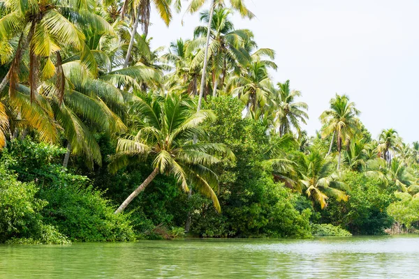 Jungle of the Kerala backwaters, chain of lagoons and lakes — Stock Photo, Image