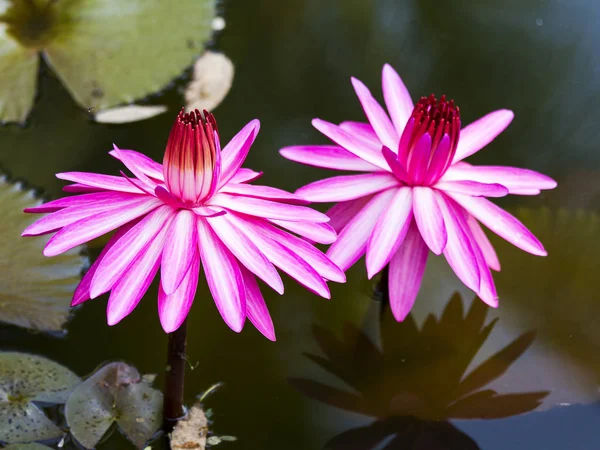 Primo piano di due ninfee rosse in laguna — Foto Stock