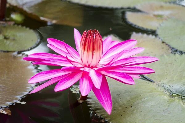 Zbliżenie, czerwona lilia woda w lagunie — Zdjęcie stockowe